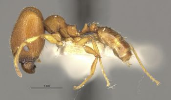 Media type: image;   Entomology 20723 Aspect: habitus lateral view